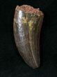 Beautiful Juvenile Carcharodontosaurus Tooth #19629-1